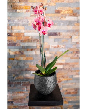 Keraminis vazonas EVI, apvalus, juodas, 15 x 13(A) cm