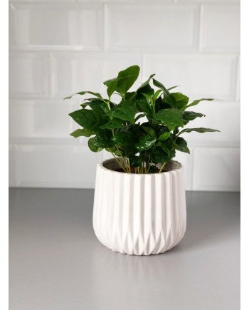 Keraminis vazonas BARCELONA, apvalus, baltas, 16 x 13(A) cm | Rik-Pot.eu