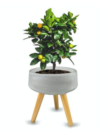 Keraminis vazonas ECOLITE RETRO, apvalus ant medinių kojų, pilkas, 33 x 35(A) cm