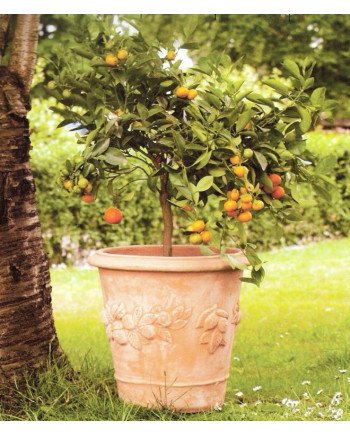 Keraminis vazonas TUSCAN, apvalus, rudas, 55 x 54(A) cm | Rik-Pot.eu