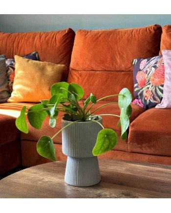 Keraminis vazonas BARCELONA, apvalus, pilkas, 14 x 22(A) cm | Rik-Pot.eu