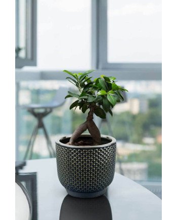 Keraminis vazonas LA QUEMADA, apvalus, juodas, 20 x 19(A) cm | Rik-Pot.eu